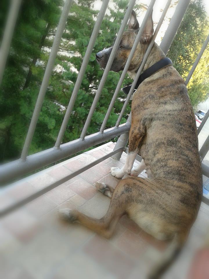 1012203_638854469472632_1046783108_n